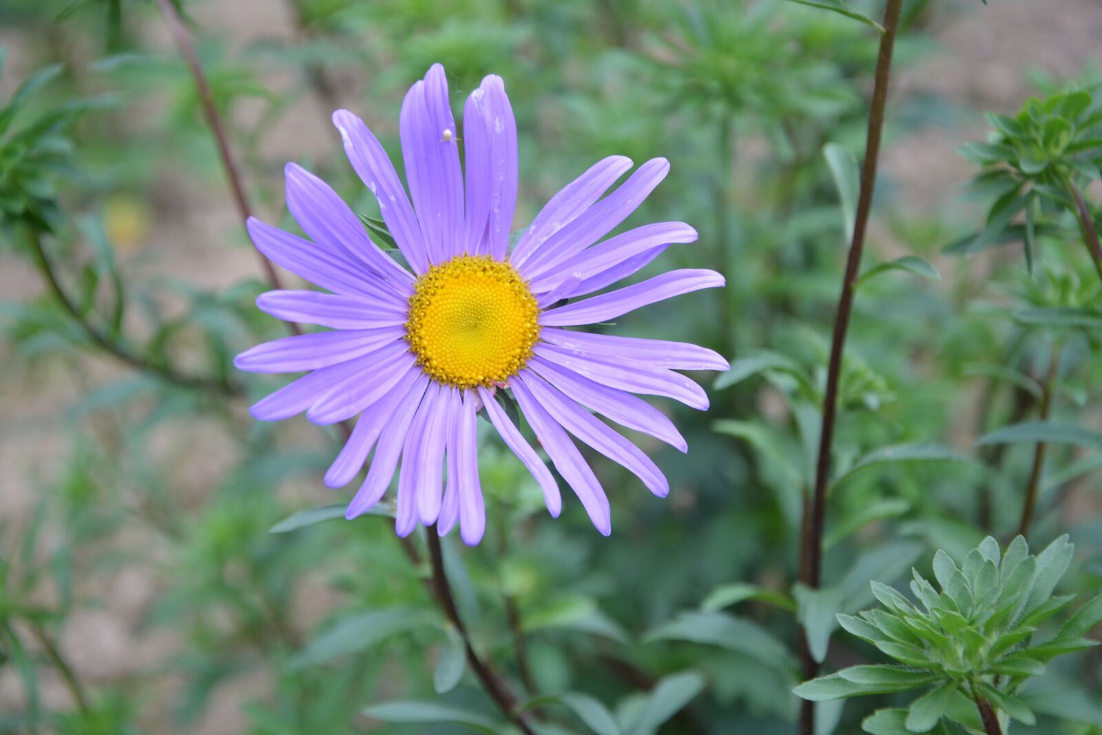 Nikon D5200 sample photo. Flowers, purple, violet photography