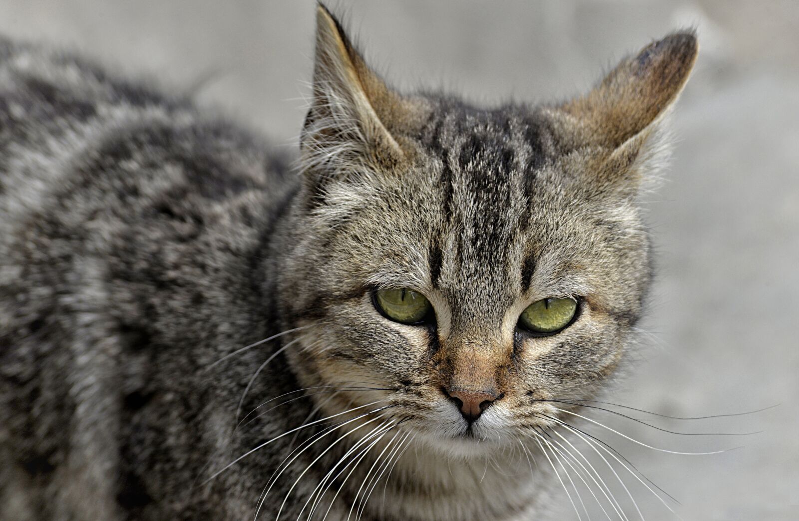 Nikon D610 sample photo. Cat, feline, animal photography