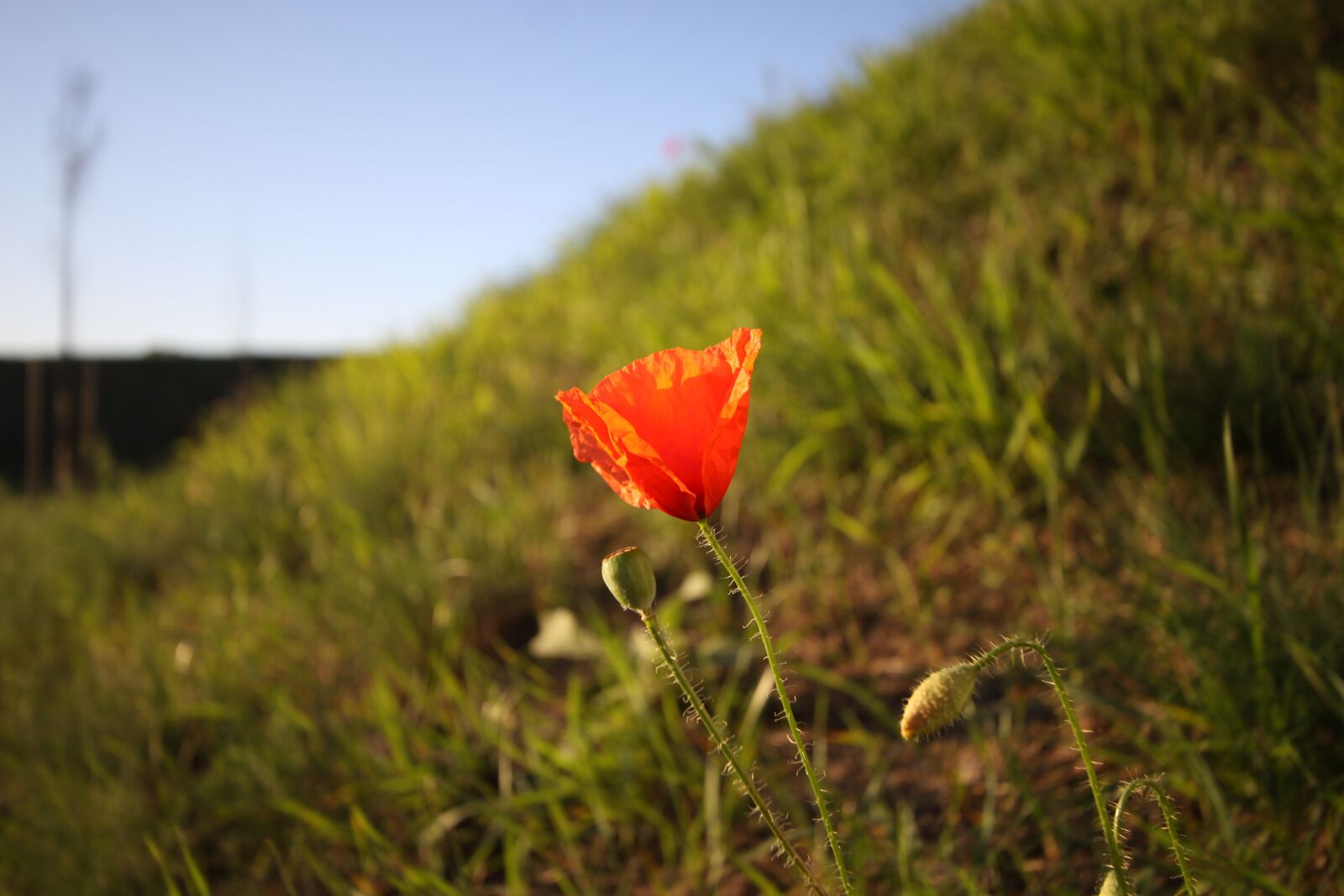 Canon EOS 50D sample photo. Poppy, nature, grass photography