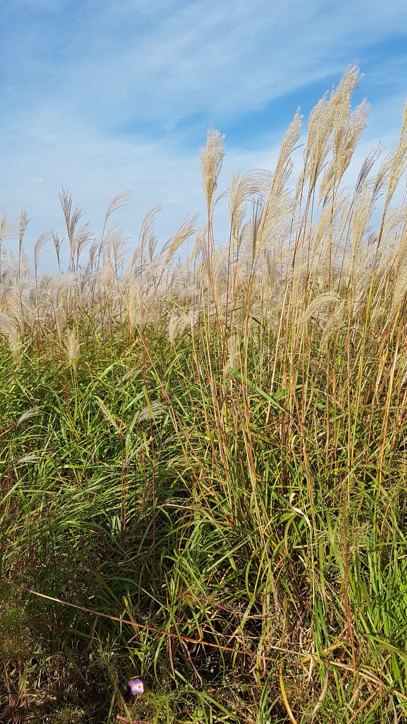 Samsung Galaxy S7 Edge sample photo. Reed, autumn, wind photography