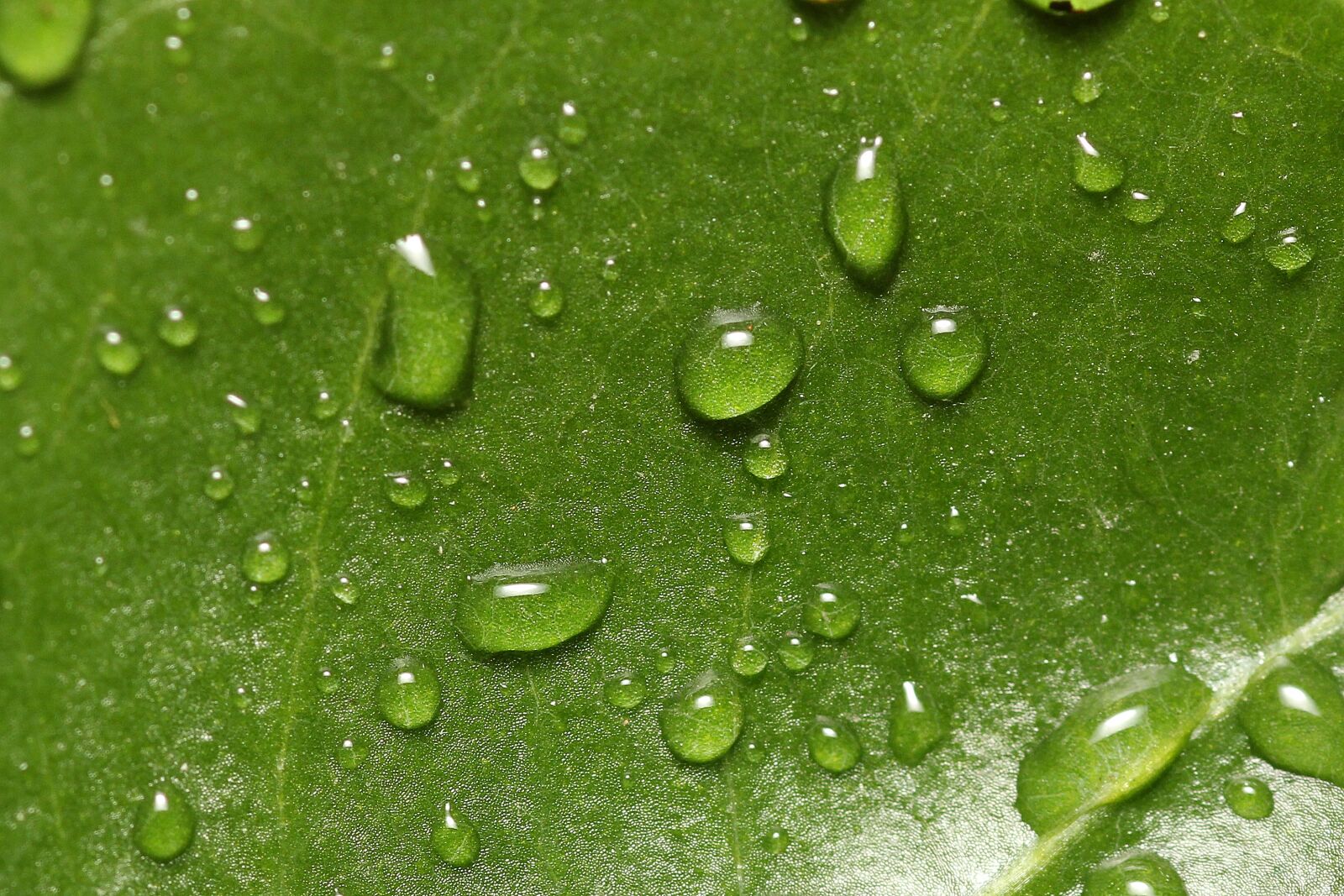 Canon EOS 60D sample photo. Plant, drop of water photography