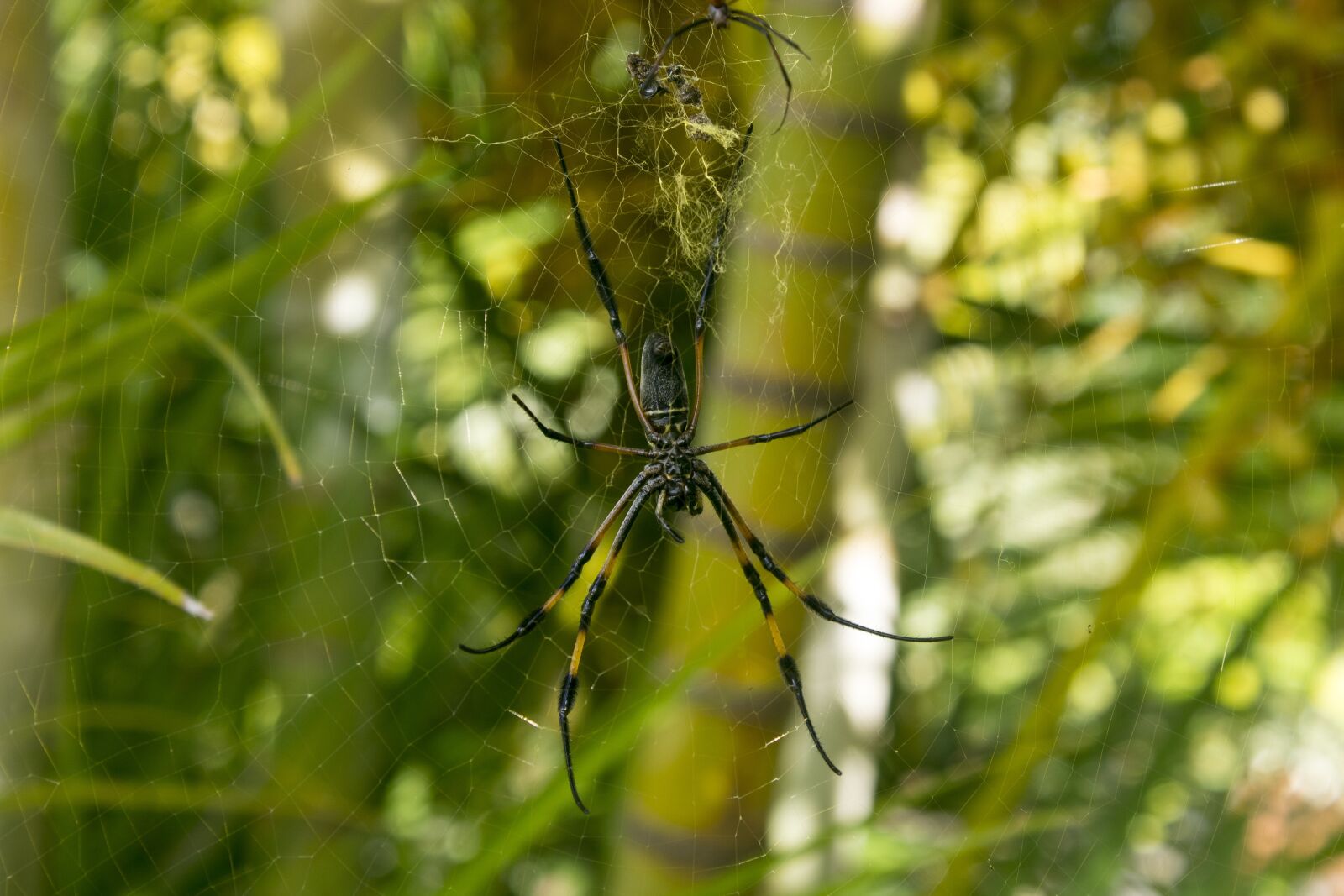 Canon EOS 1100D (EOS Rebel T3 / EOS Kiss X50) sample photo. Nature, insect, outdoor photography