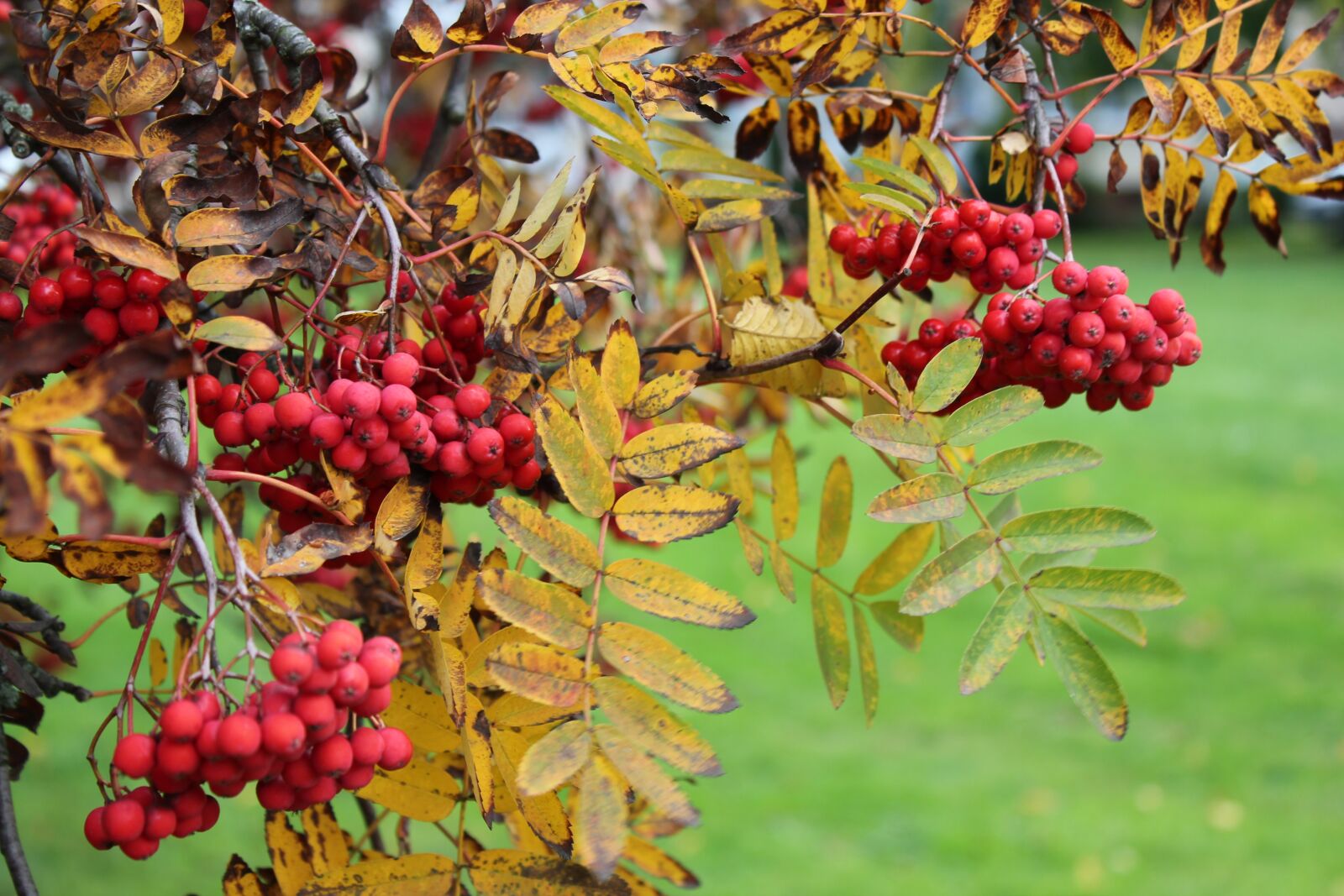 Canon EOS 550D (EOS Rebel T2i / EOS Kiss X4) sample photo. Rowan, autumn, nature photography