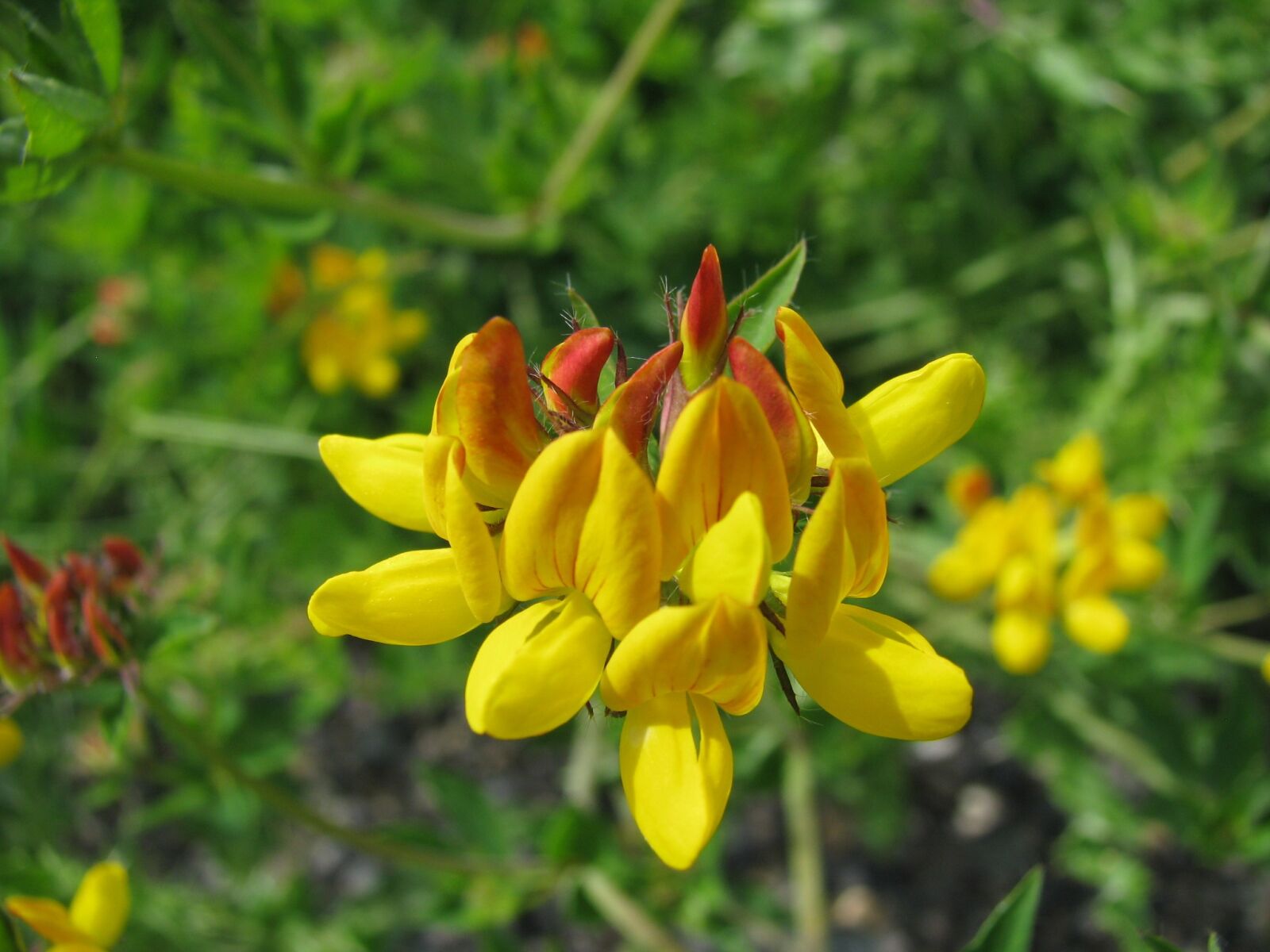 Canon POWERSHOT S5 IS sample photo. Flowers, wild flowers, yellow photography