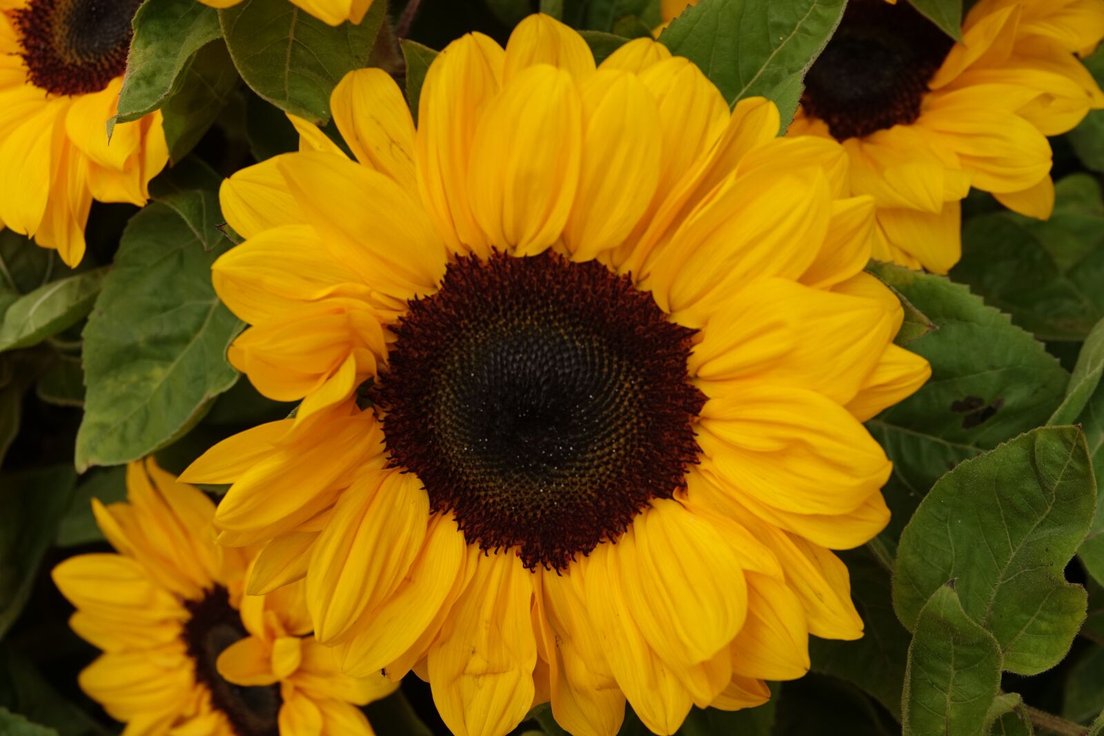 Sony Cyber-shot DSC-RX10 III sample photo. Sunflower, flower, yellow photography