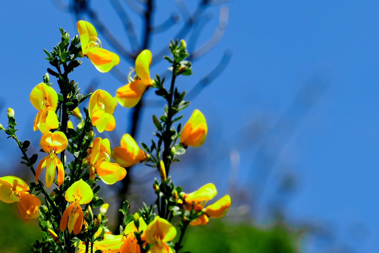 Panasonic Lumix DMC-FZ1000 sample photo. Broom, yellow flower, nature photography