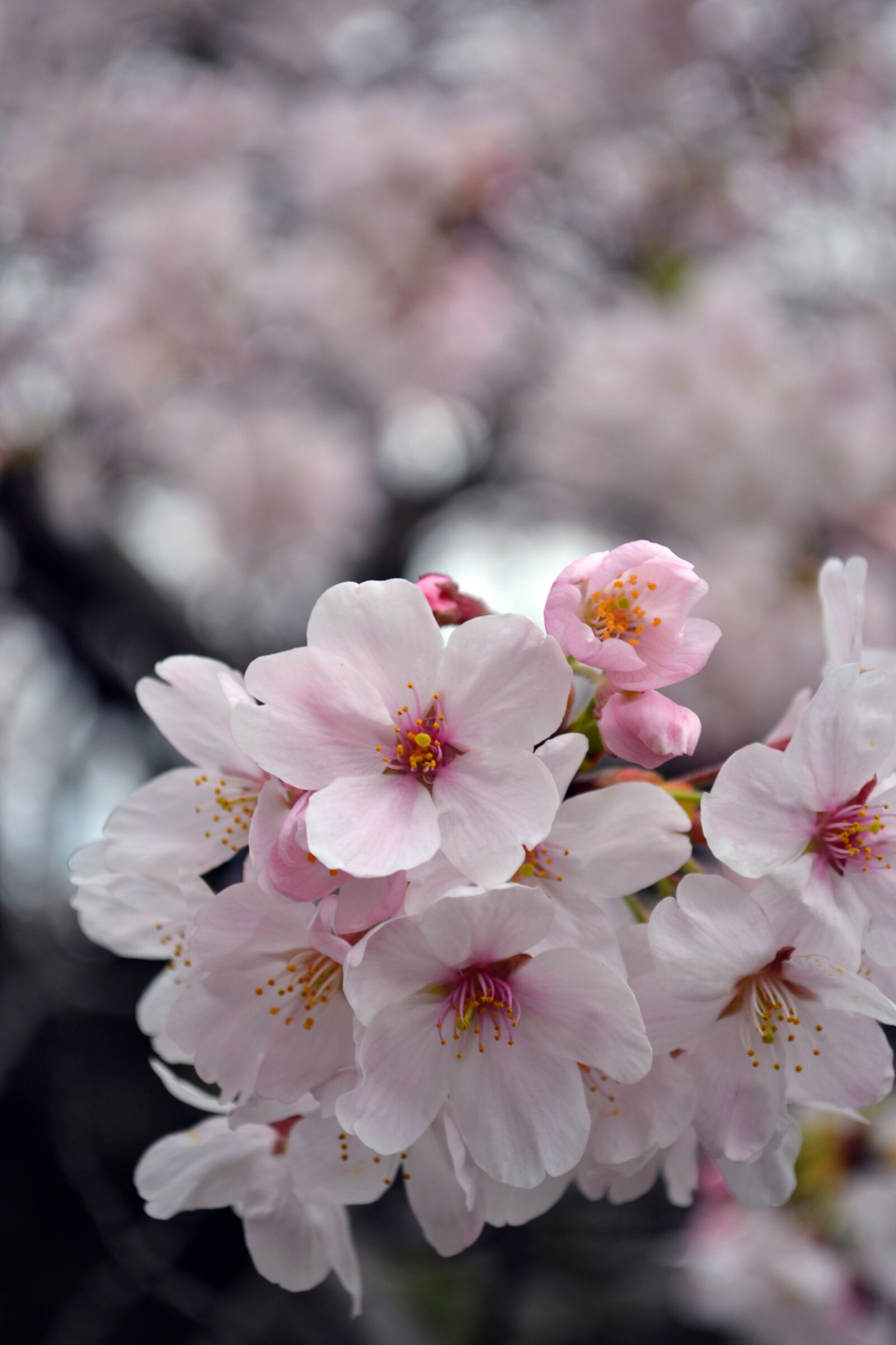 Nikon D3100 sample photo. Flower, sakura, japan photography