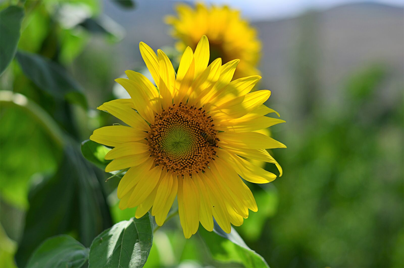 Nikon D5100 sample photo. Flower, chichewa live, vivid photography