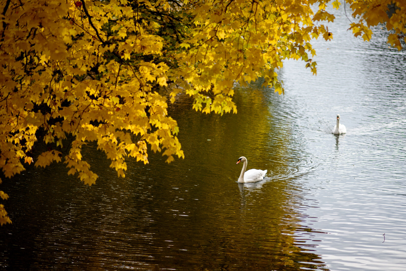 Nikon AF-S Nikkor 85mm F1.8G sample photo. Autumn, autumn, leaves, autumnal photography