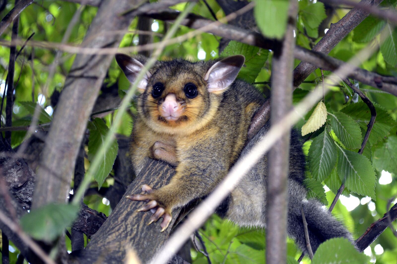 Nikon D3200 sample photo. Possum, cute animal, tree photography