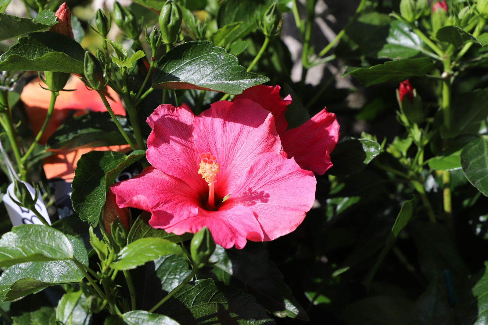 Canon EOS 6D Mark II sample photo. Flower, plant, nature photography