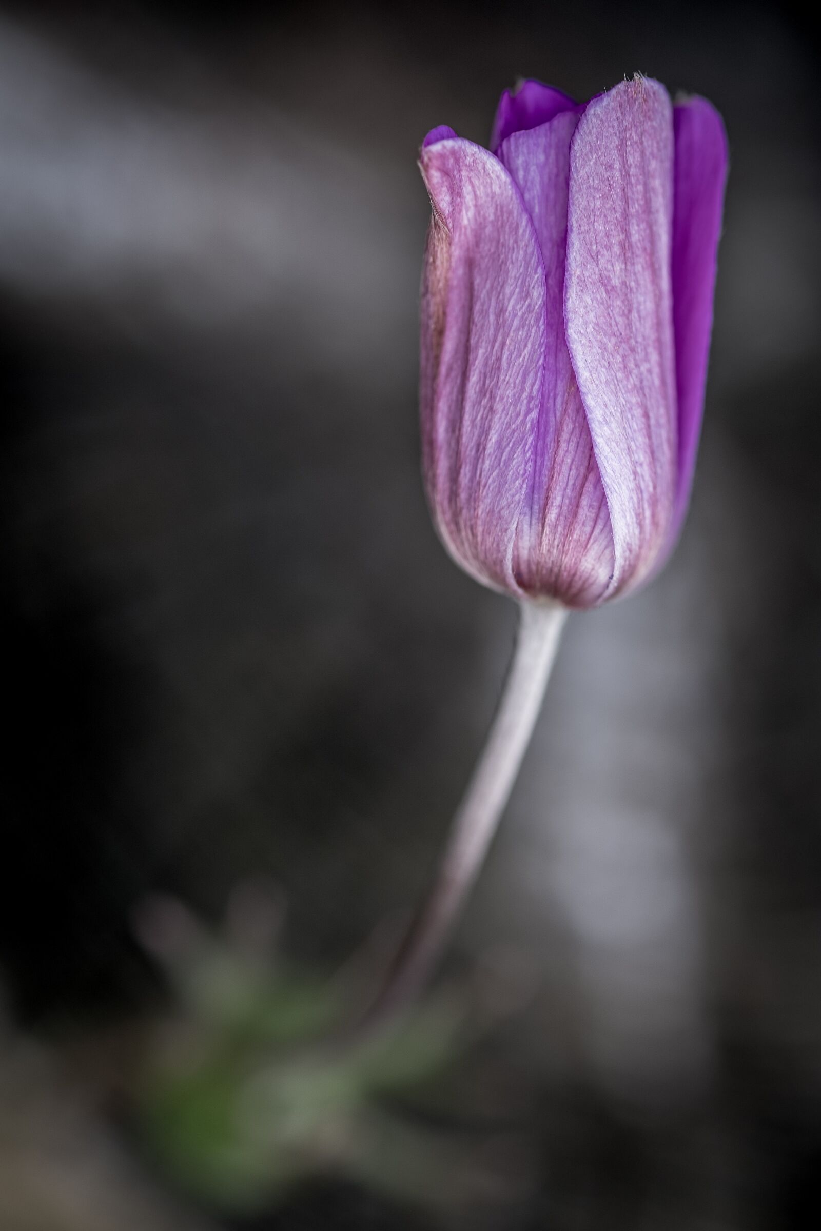 Fujifilm X-T20 + Fujifilm XF 60mm F2.4 R Macro sample photo. Flower, purple, blossom photography