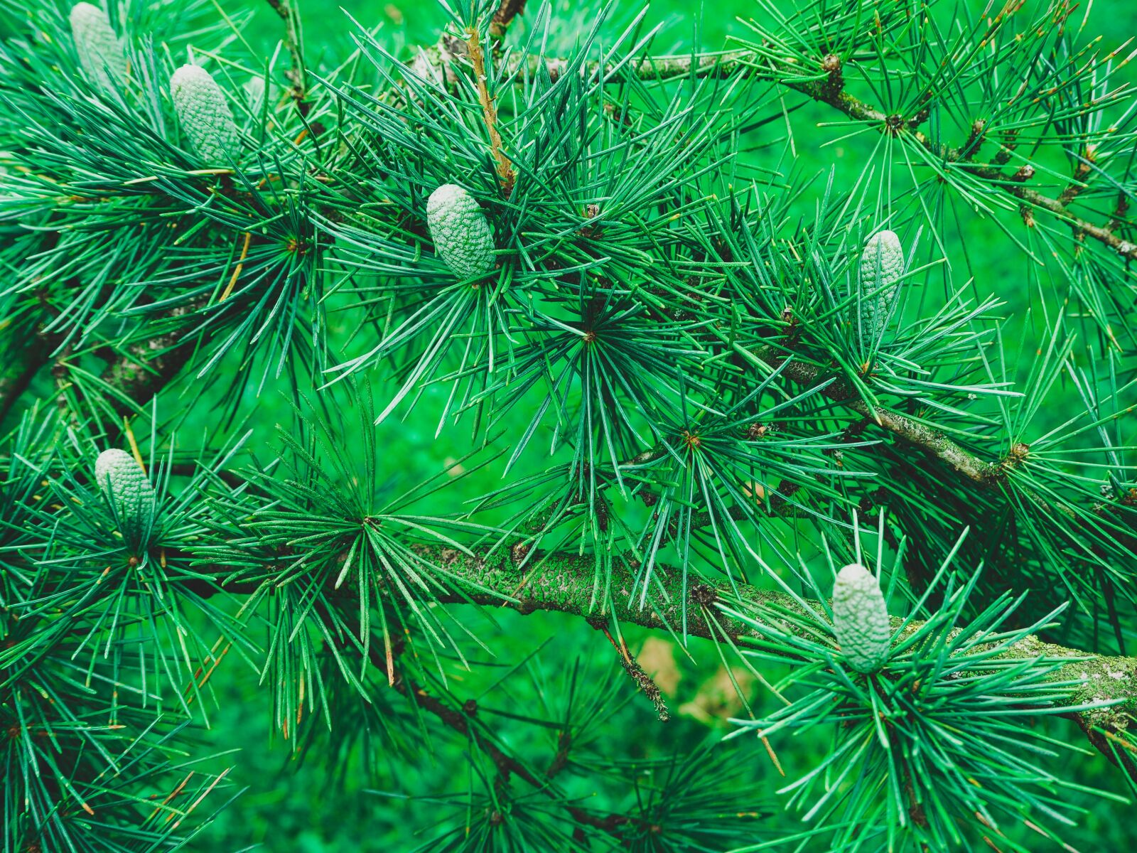 Olympus OM-D E-M10 II sample photo. Christmas tree, coniferous shrub photography