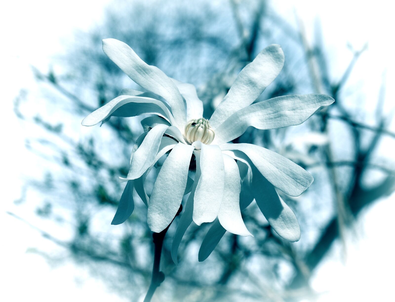 Nikon D3300 sample photo. Blue star magnolia, filter photography