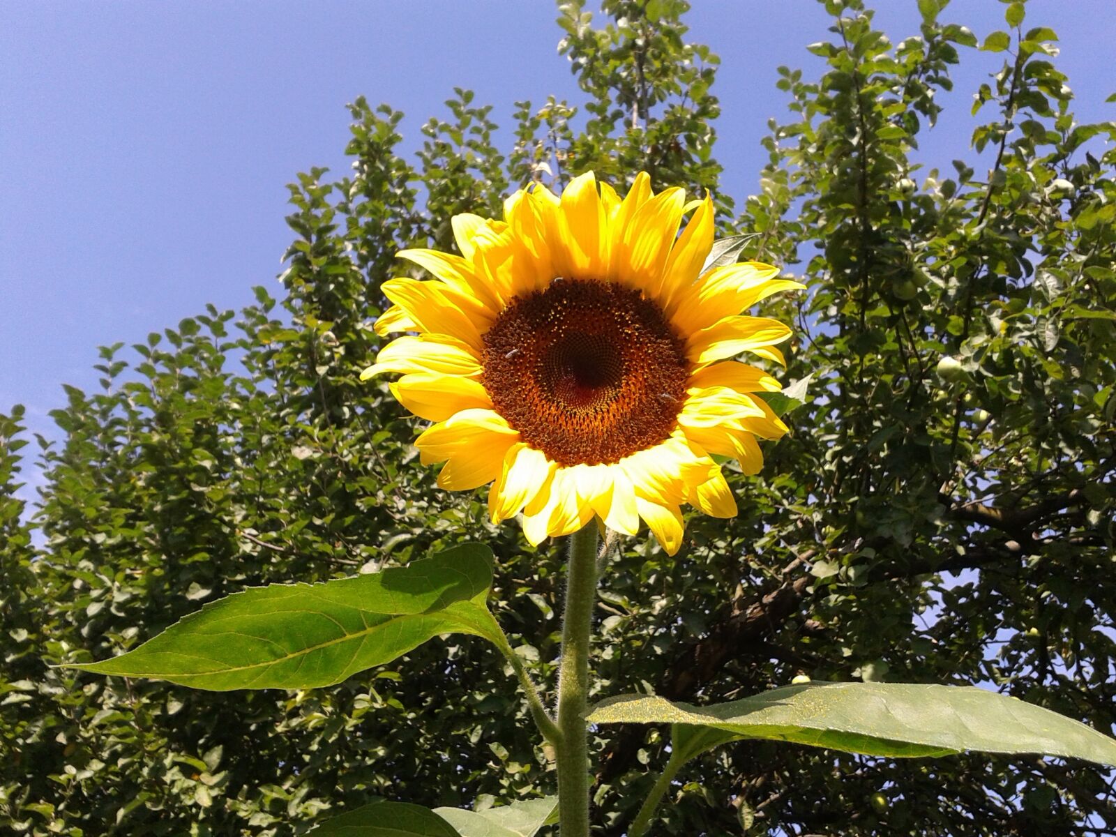 Samsung Galaxy S3 Mini sample photo. Sunflower, flower, nature photography