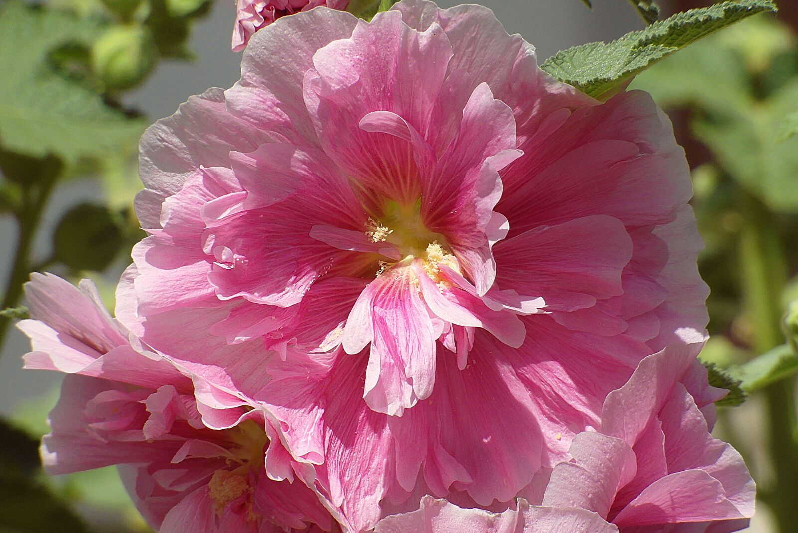 Samsung WB750 sample photo. Mallow, malva, flower photography