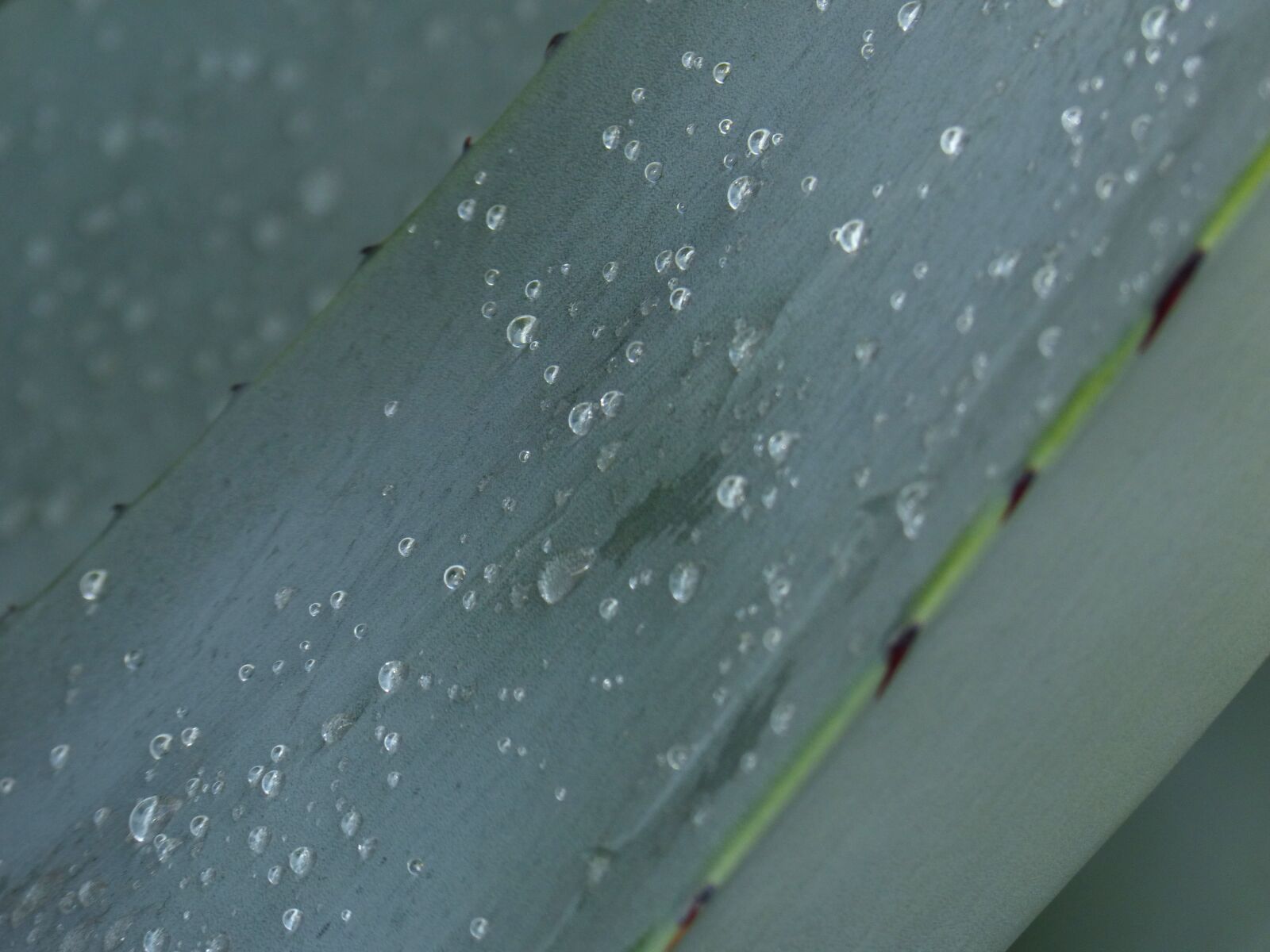 Panasonic DMC-FZ62 sample photo. Leaf, agave, rocio photography
