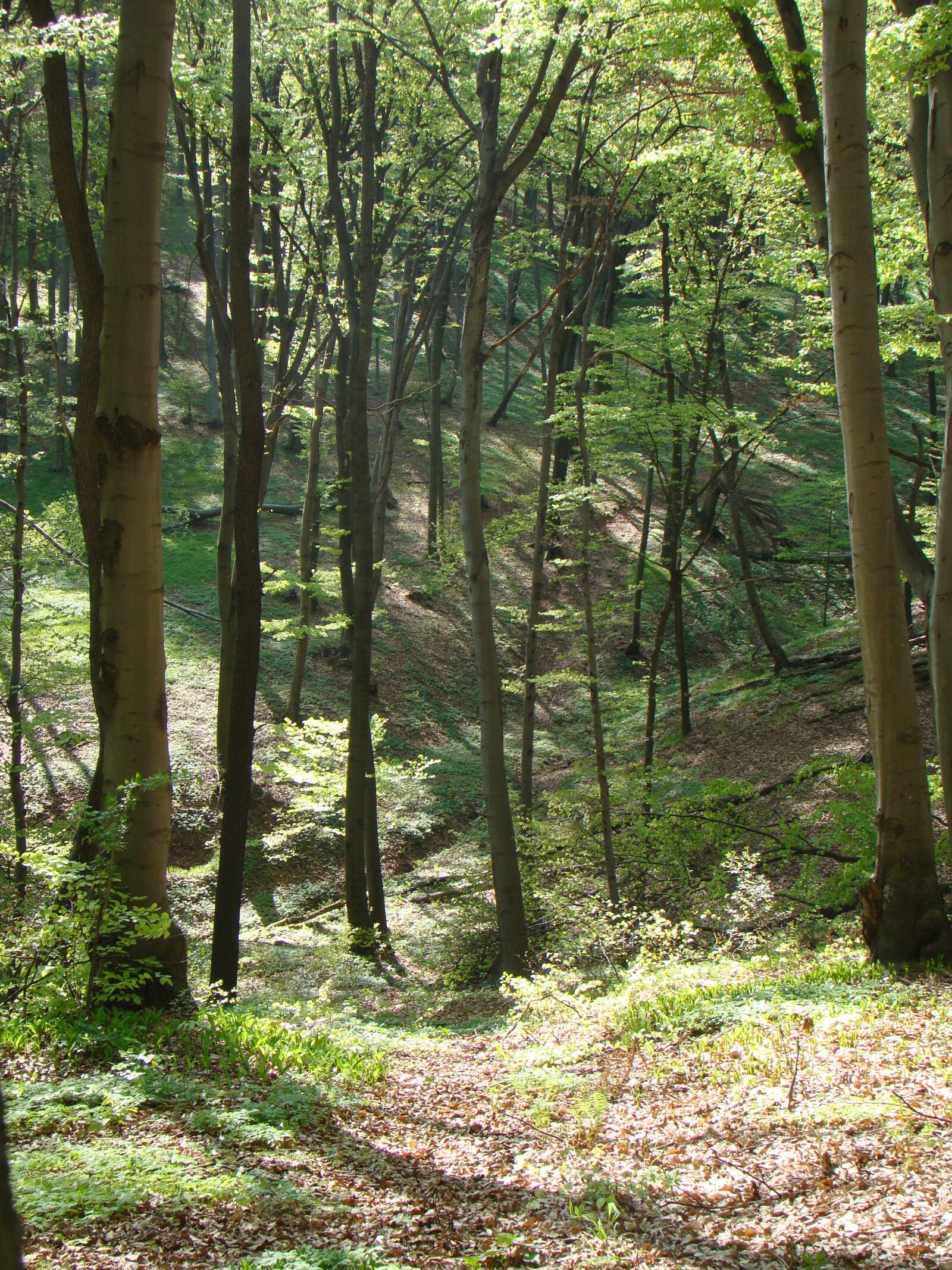 Sony Cyber-shot DSC-H50 sample photo. Gorge, dolinka, forest photography
