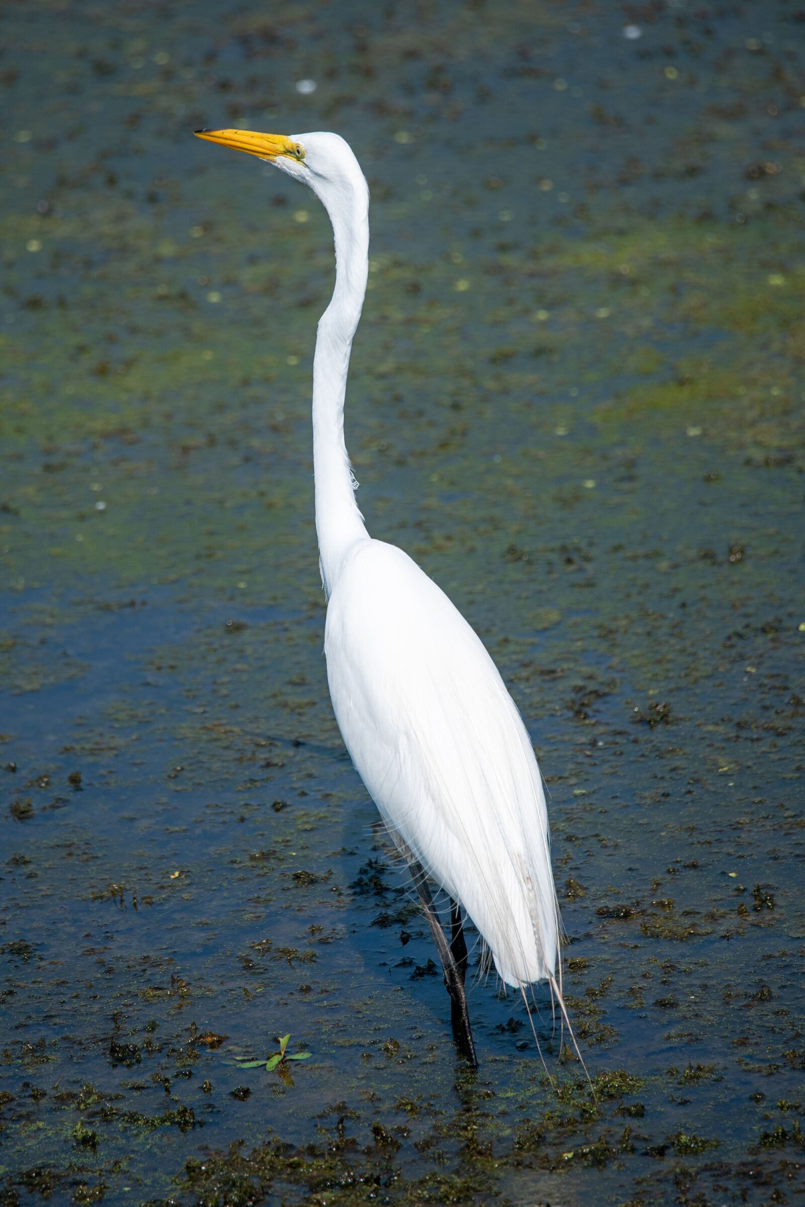 Nikon D750 sample photo. Egret, bird, heron photography
