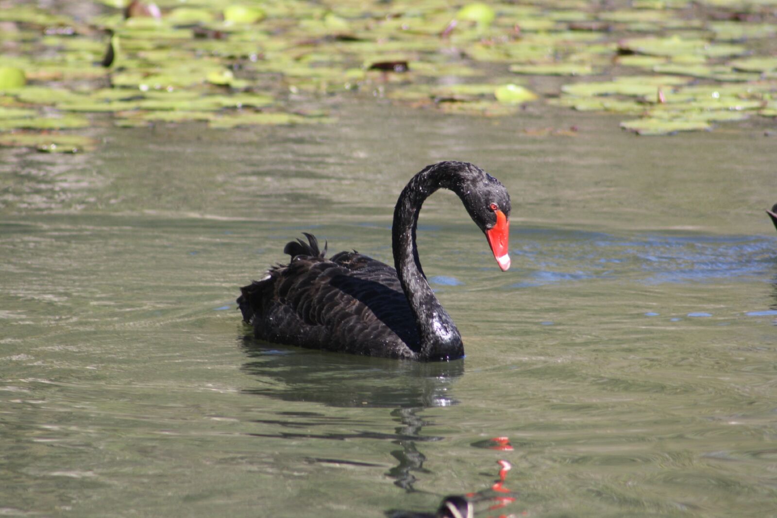 Canon EOS 1000D (EOS Digital Rebel XS / EOS Kiss F) sample photo. Swan, bird, fauna photography
