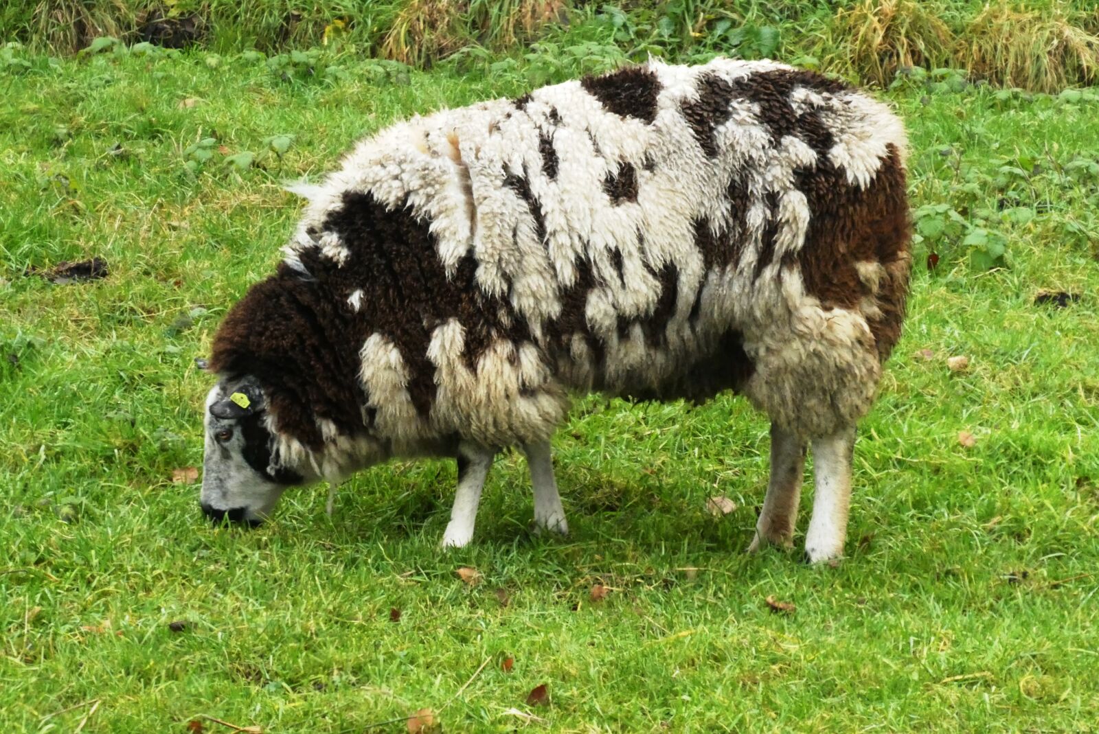 Panasonic Lumix DC-ZS70 (Lumix DC-TZ90) sample photo. Sheep, whey, coat photography
