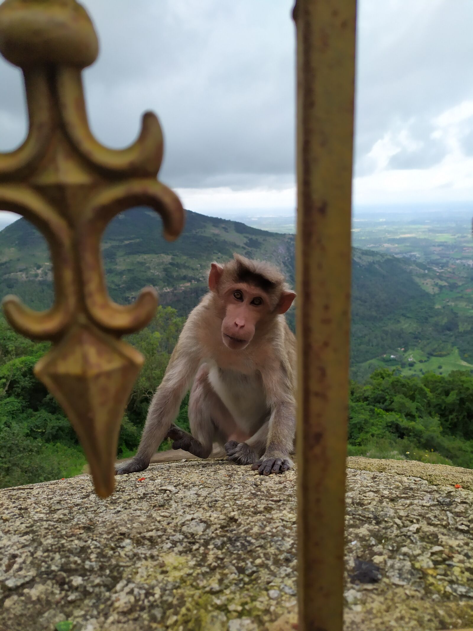 Xiaomi Redmi Note 7S sample photo. Wildlife, monkey, animal photography