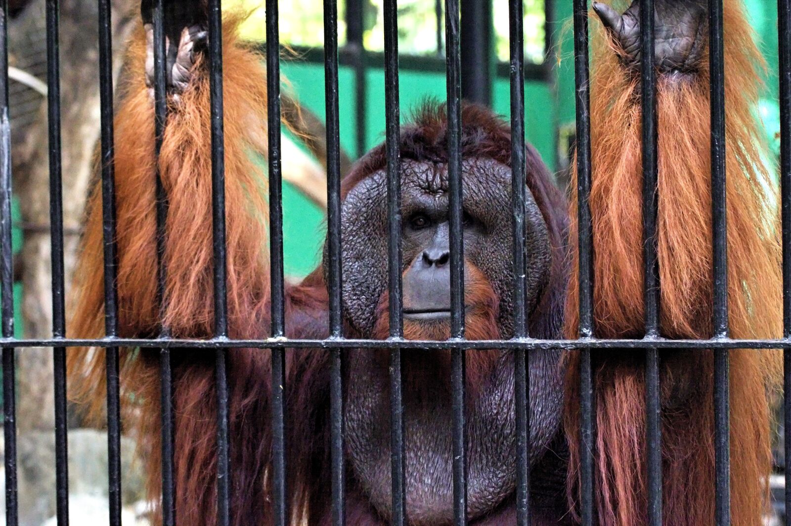 Nikon D3200 sample photo. Orangutan, zoo, animals photography