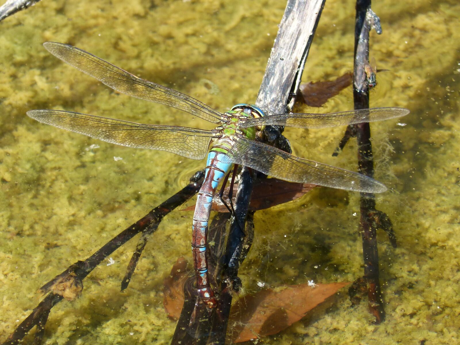 Panasonic DMC-FZ62 sample photo. Dragonfly, aeshna cyanea, wet photography