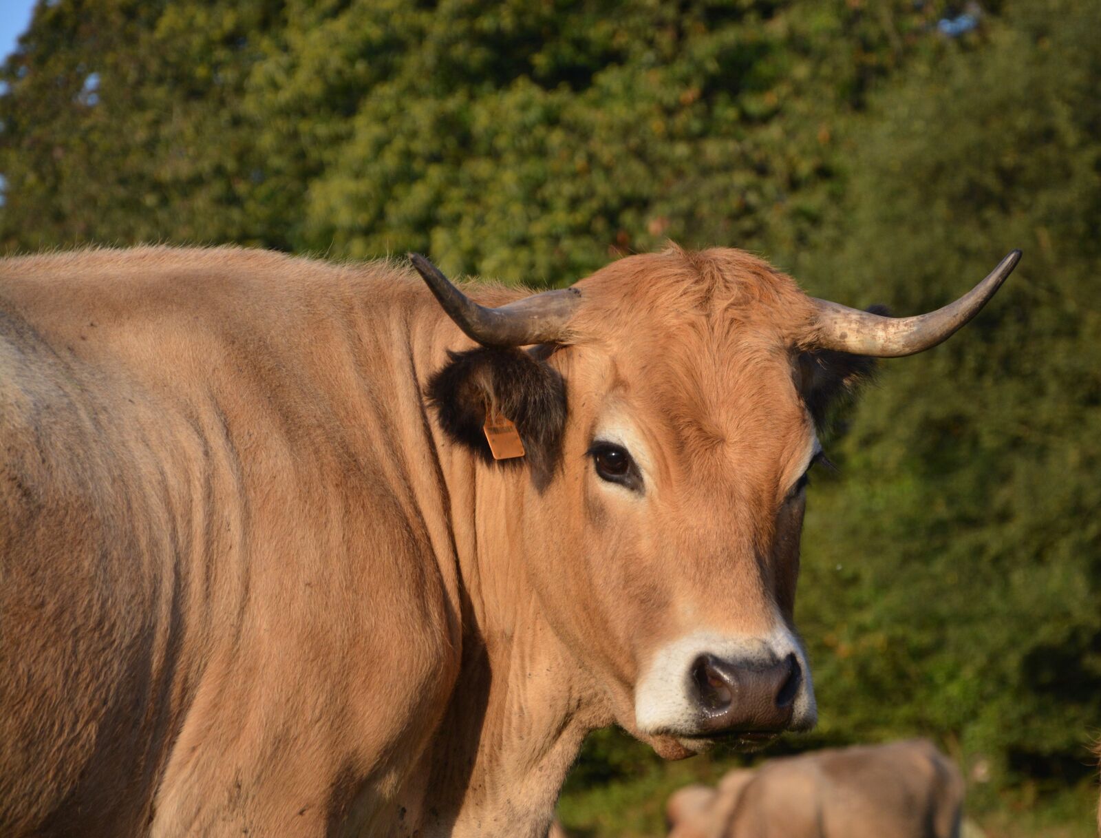Nikon D5200 sample photo. Cow, calf, mom babies photography