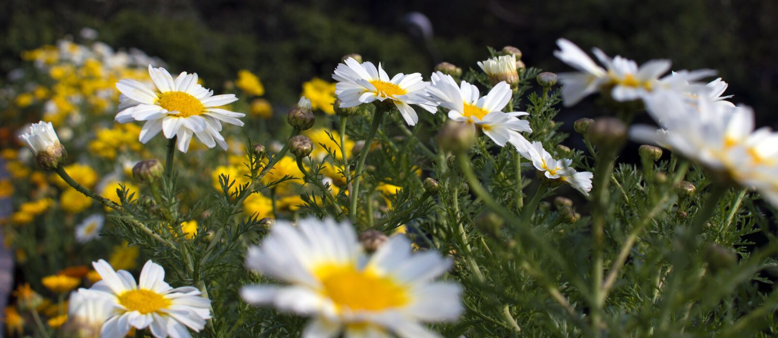 Nikon D3200 sample photo. Flower, nature, beauty photography