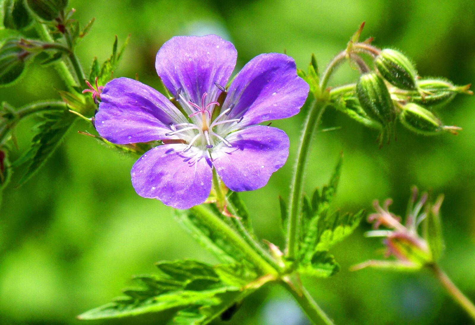 Panasonic Lumix DMC-FZ100 sample photo. Flower, detail, nature photography