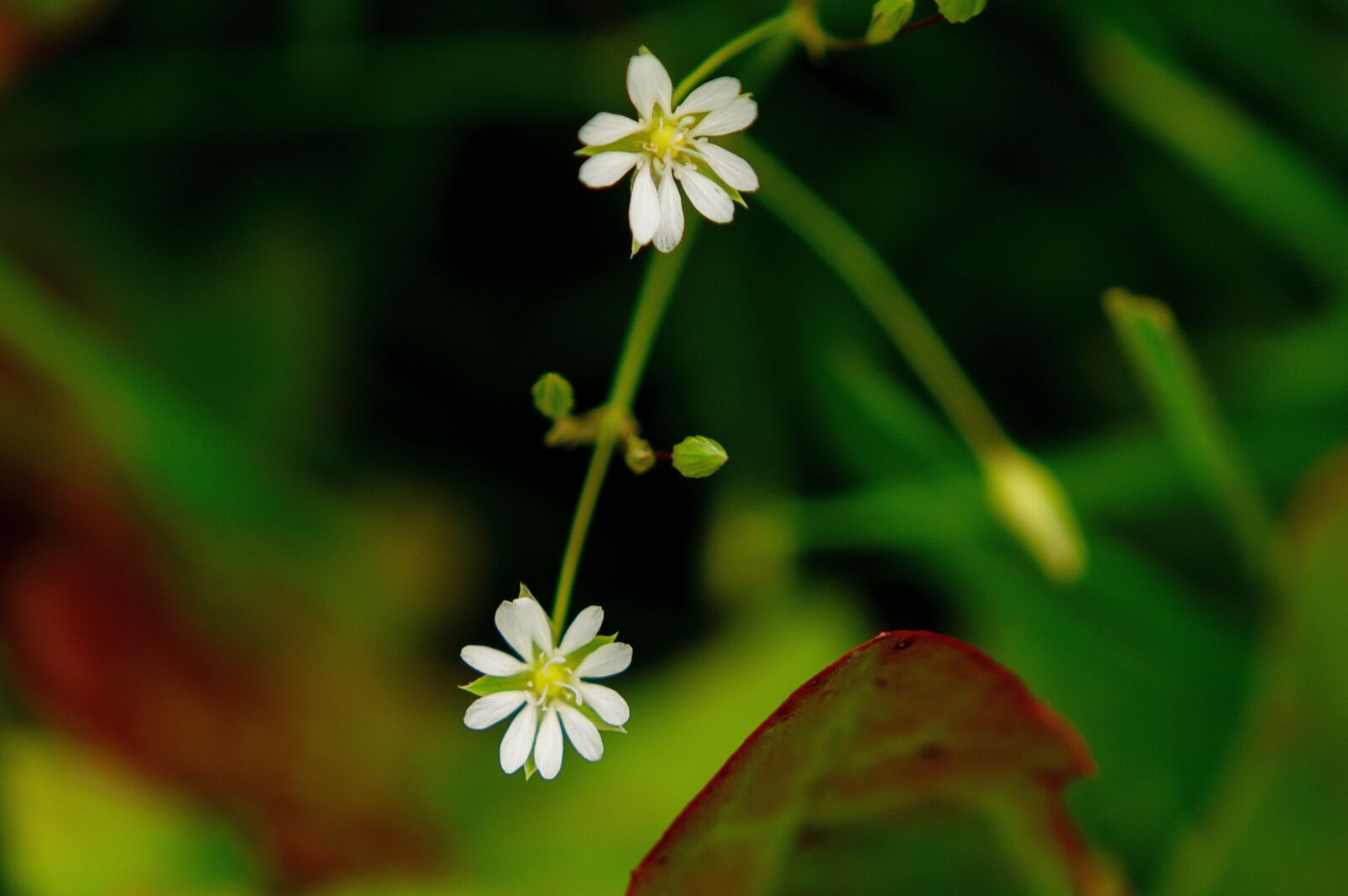 Nikon D3200 sample photo. Grass, macro, nature photography