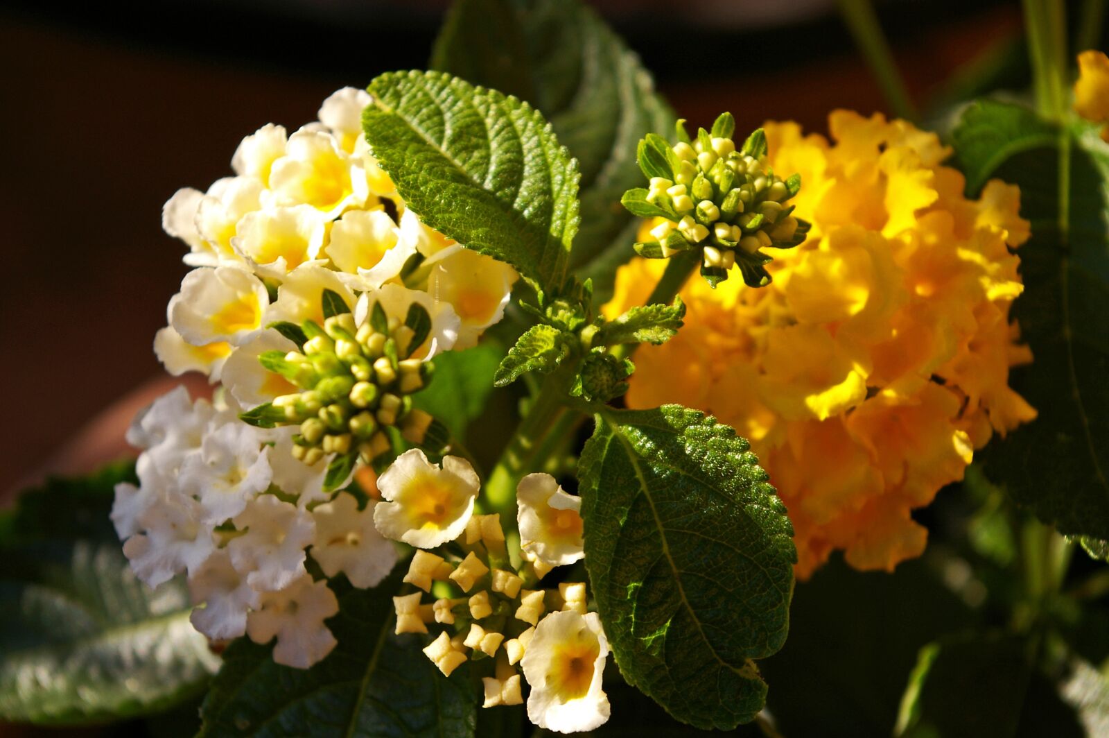 Pentax *ist DL2 sample photo. Lantana, yellow flowers, flowers photography
