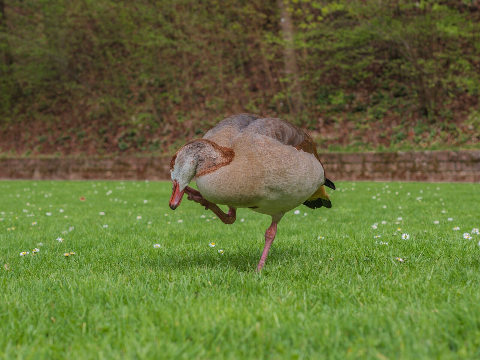 Panasonic Leica DG Summilux 25mm F1.4 II ASPH sample photo. Duck, water bird photography