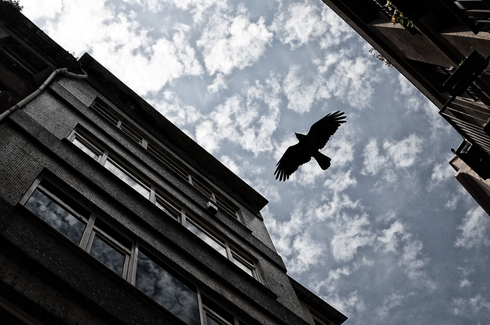 Nikon D90 sample photo. Bird, cloud, crow photography