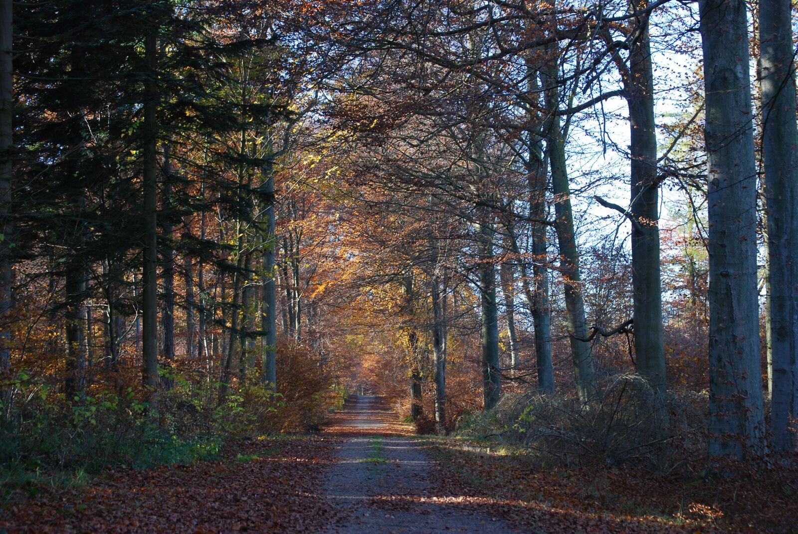 Nikon D80 sample photo. Forest, skovvej, trees photography