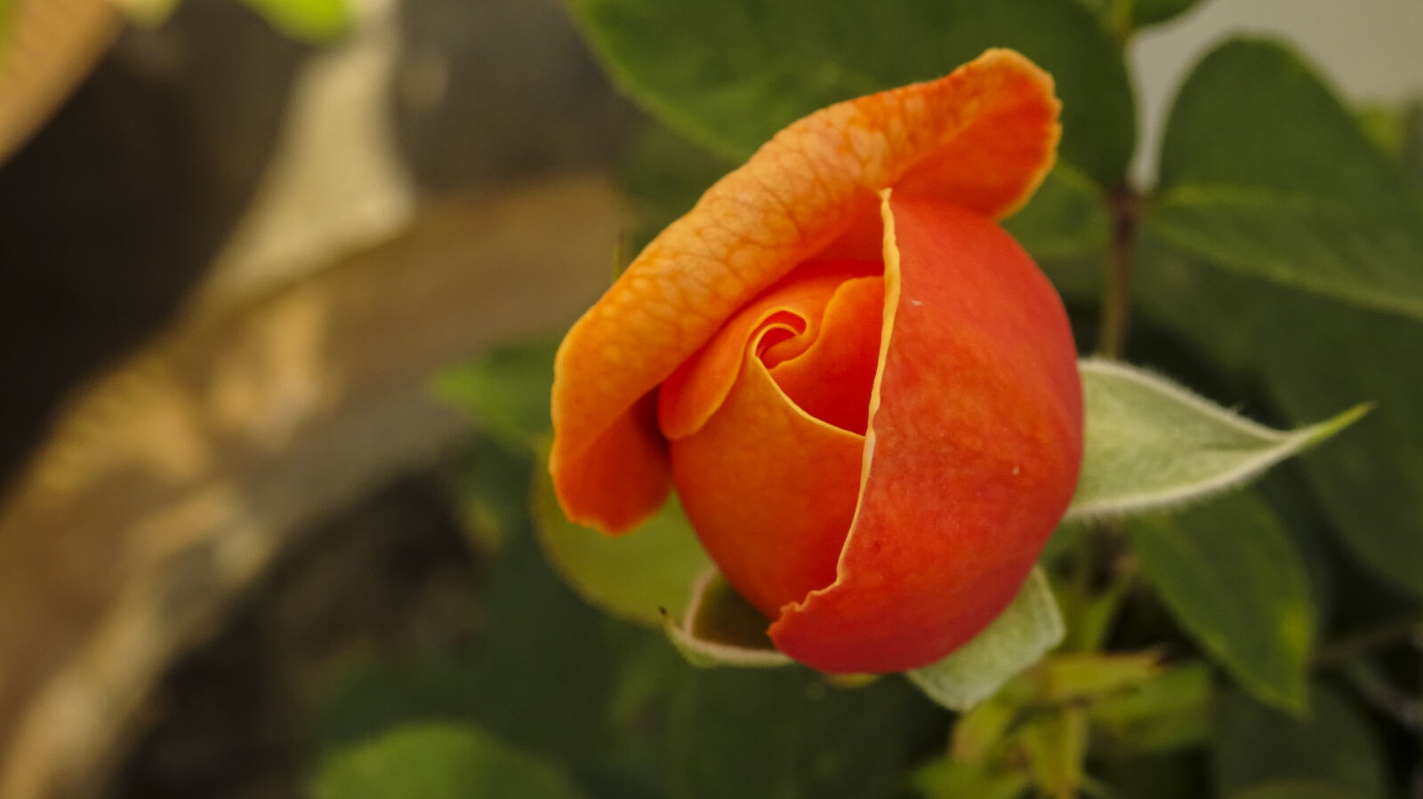 Sony Cyber-shot DSC-WX350 sample photo. Flower, micro, orange, rose photography