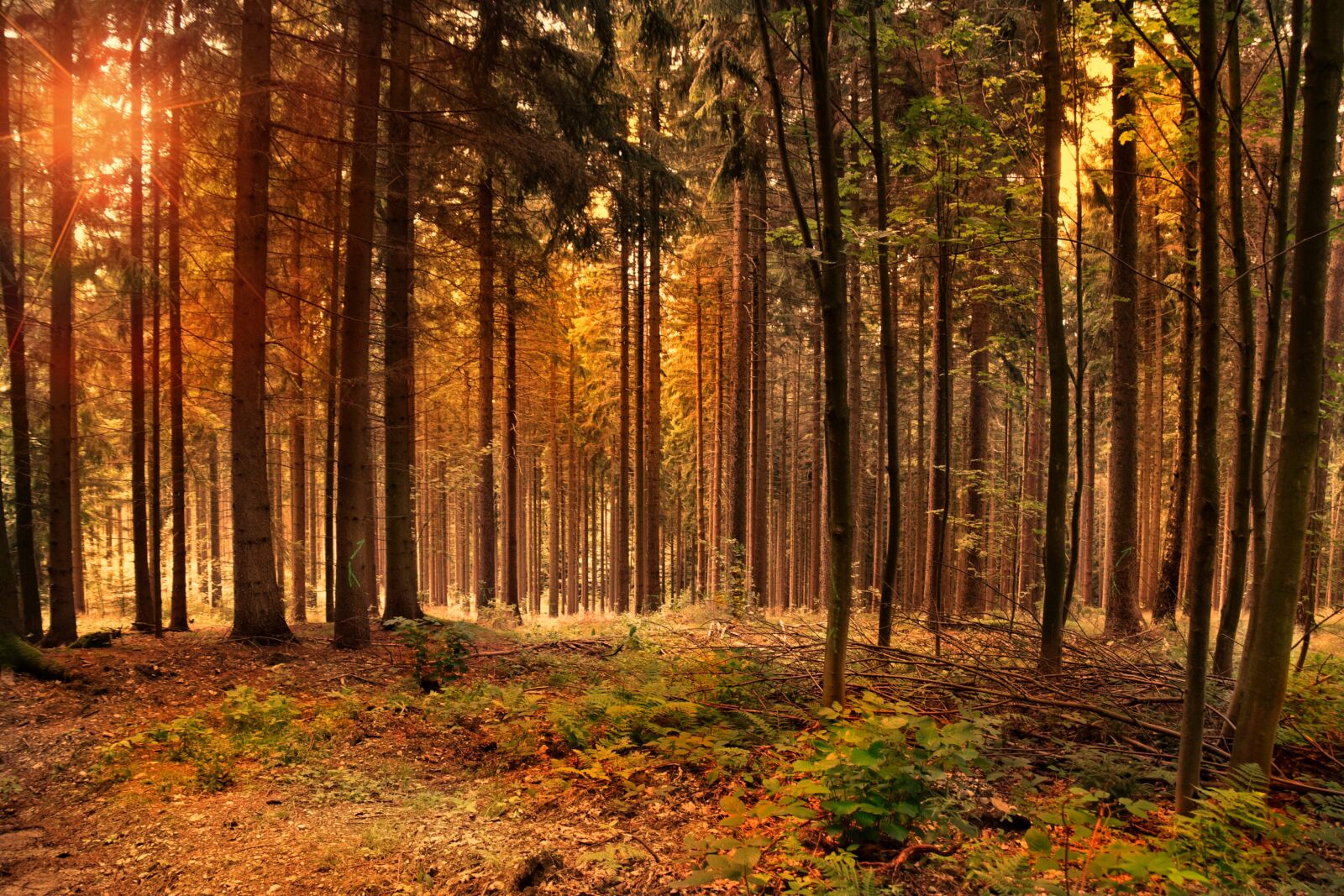 Nikon D5300 sample photo. Forest, landscape, tree photography