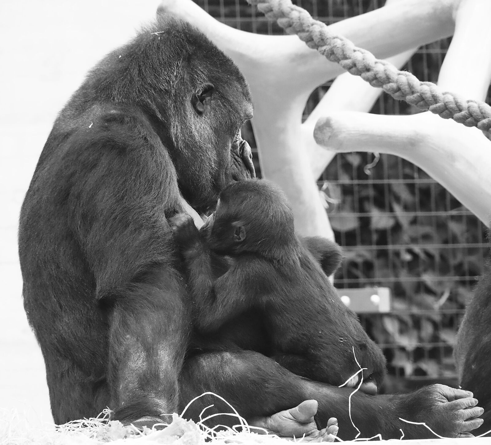 Olympus OM-D E-M5 II sample photo. Gorilla, ape, young animal photography