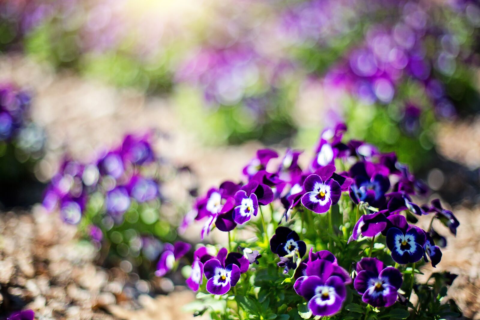 Canon EF 50mm F1.4 USM sample photo. Purple flowers, flowers, spring photography