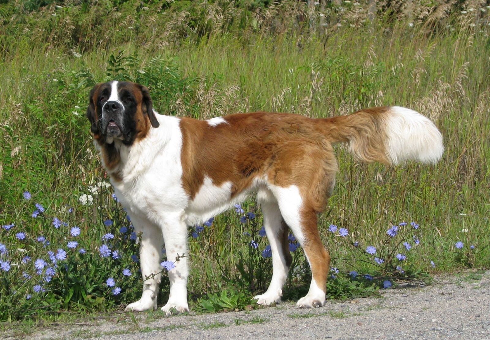 Canon POWERSHOT S5 IS sample photo. Domestic dog, canis familiaris photography