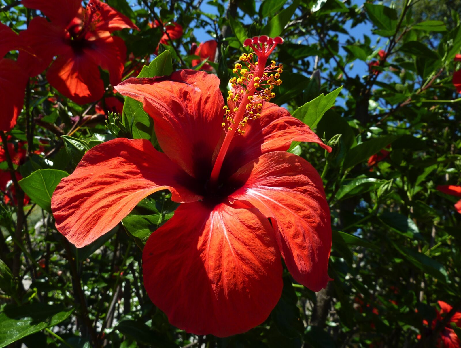 Panasonic DMC-TZ7 sample photo. Hibiscus, flower, red photography