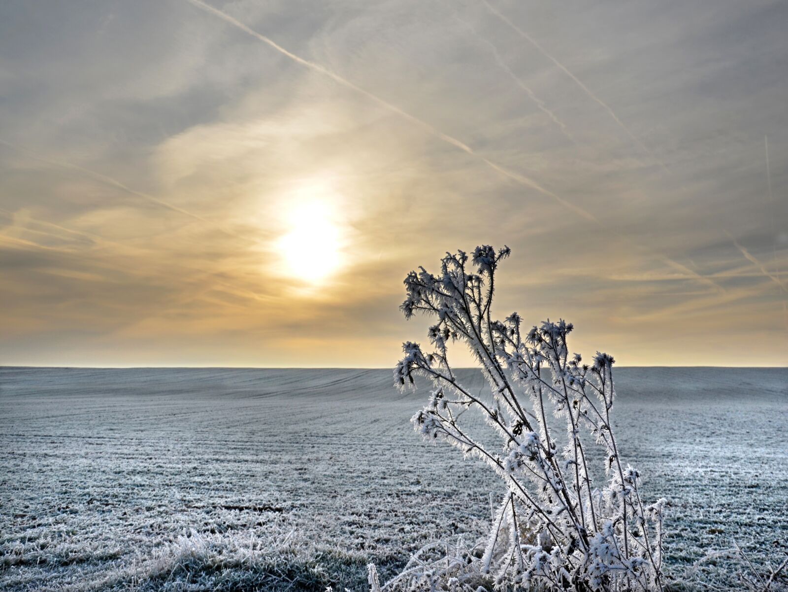 Nikon D5100 sample photo. Winter, thistle, nature photography