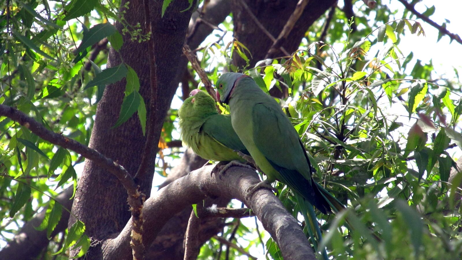 Canon PowerShot SX130 IS sample photo. Bird, animal, feather photography