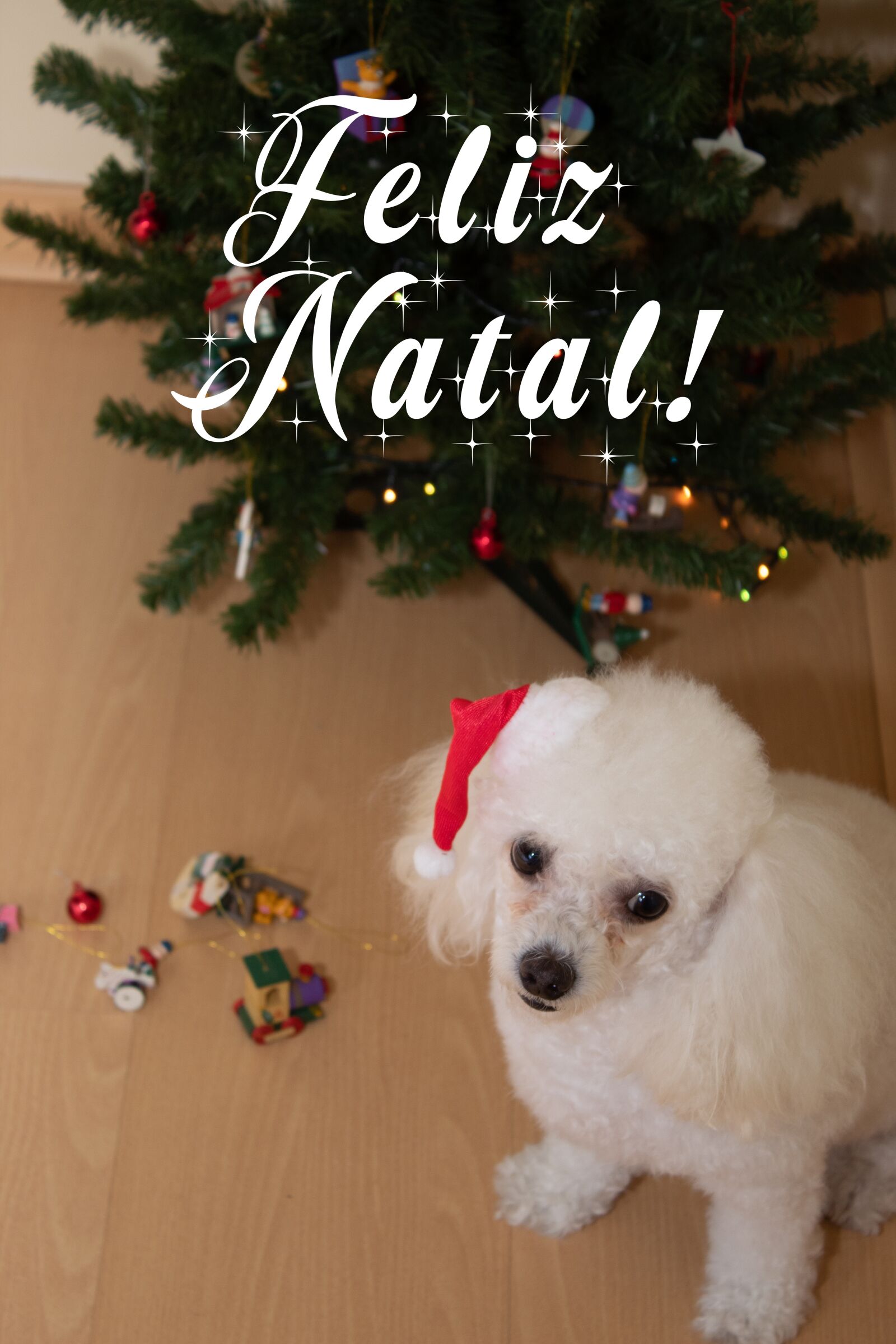 Canon EOS 1300D (EOS Rebel T6 / EOS Kiss X80) sample photo. Christmas, poddle, dog photography