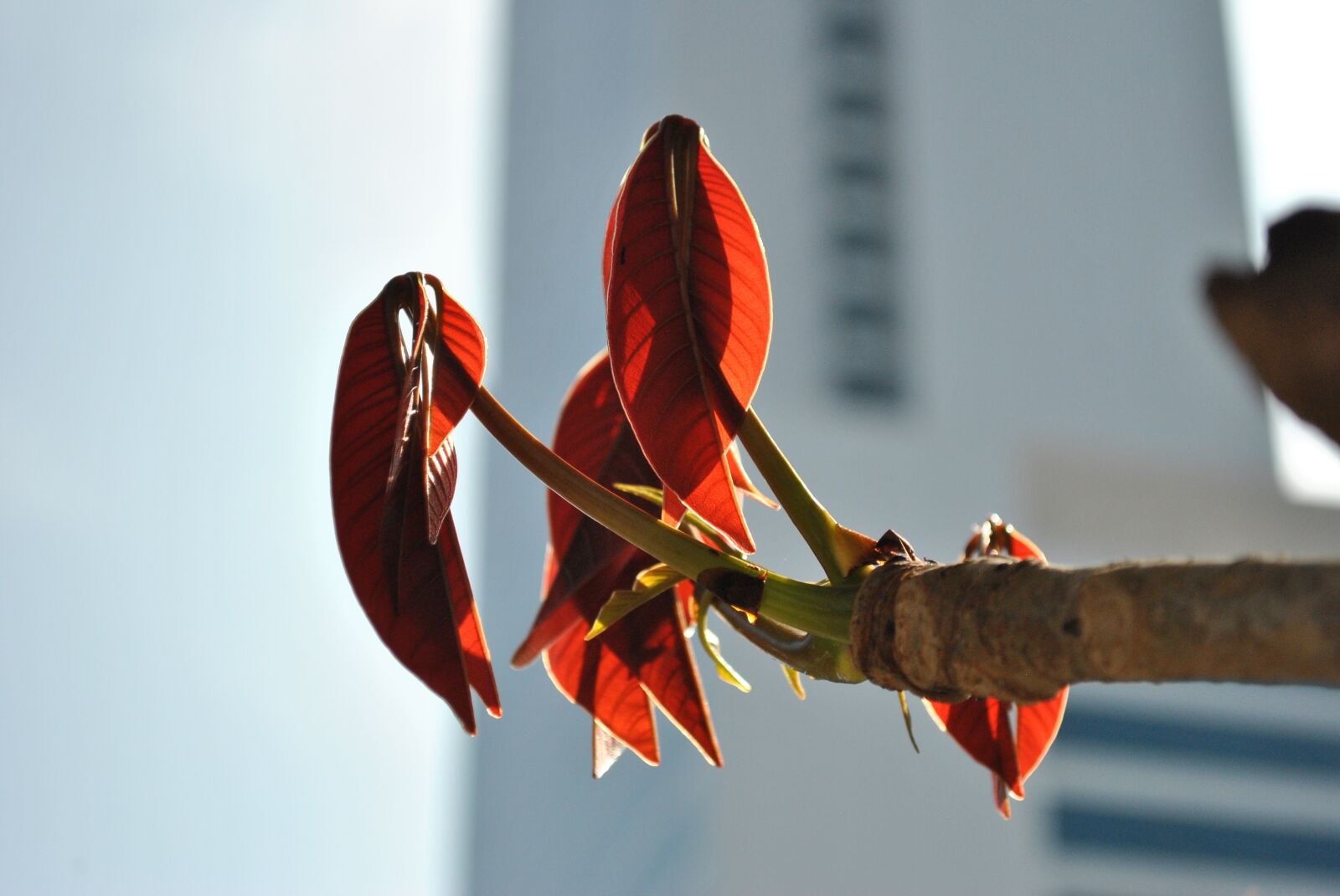 Nikon D3000 sample photo. Leaves, red, tree photography