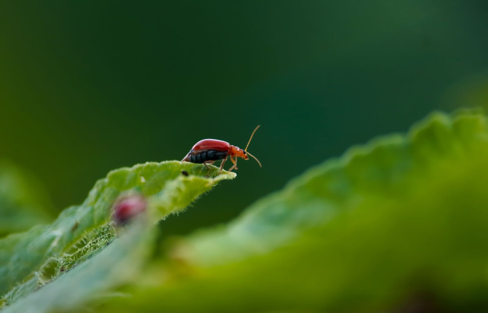 Canon EOS 700D (EOS Rebel T5i / EOS Kiss X7i) sample photo. Beetle, small, bug photography