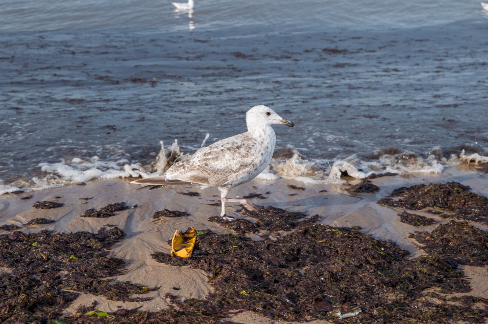 Nikon D3200 sample photo. Seagull, sea, nature photography