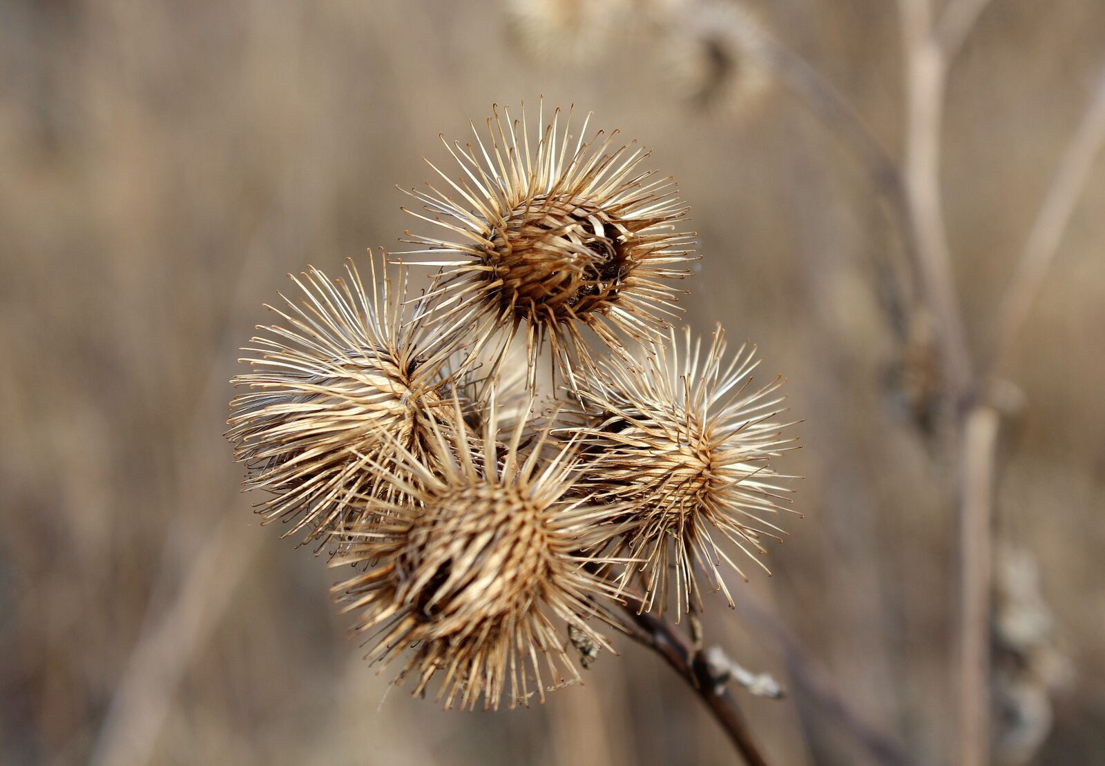 Canon EOS 1200D (EOS Rebel T5 / EOS Kiss X70 / EOS Hi) sample photo. Thistle, plant, dry photography