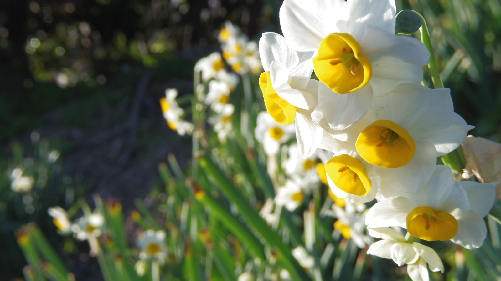 Pentax 02 Standard Zoom sample photo. Daffodils, gold, green, white photography